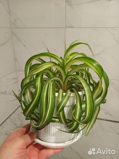 Хлорофитум кудрявый