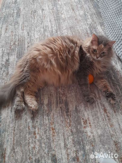 Котоняня