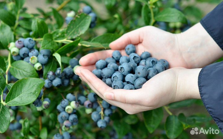 Голубика и черника