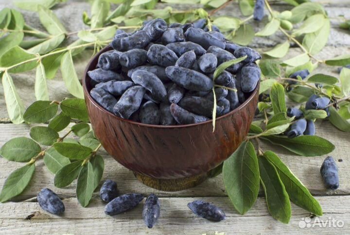 Саженцы жимолости съедобной «Синяя птица»