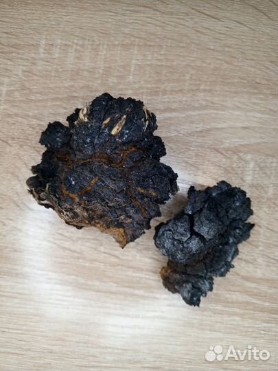 Березовая Чага