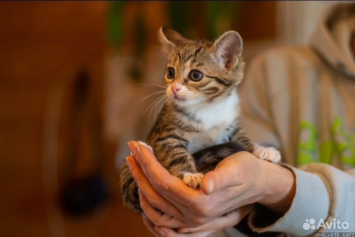 Котёнок в добрые руки