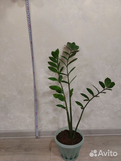 Замиокулькас