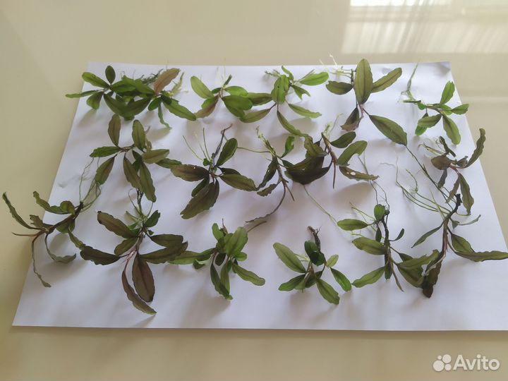 Набор буцефаландр