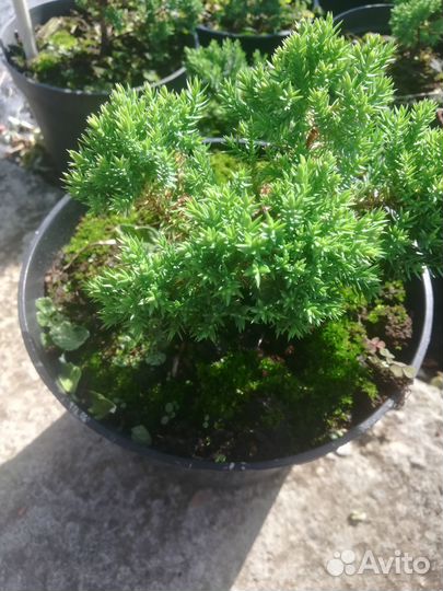 Растения для сада