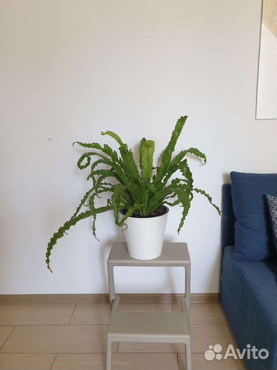 Папоротник комнатный. Нефролепис