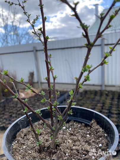 Барбарис тунберга