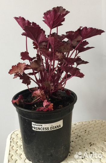 Растения гейхера