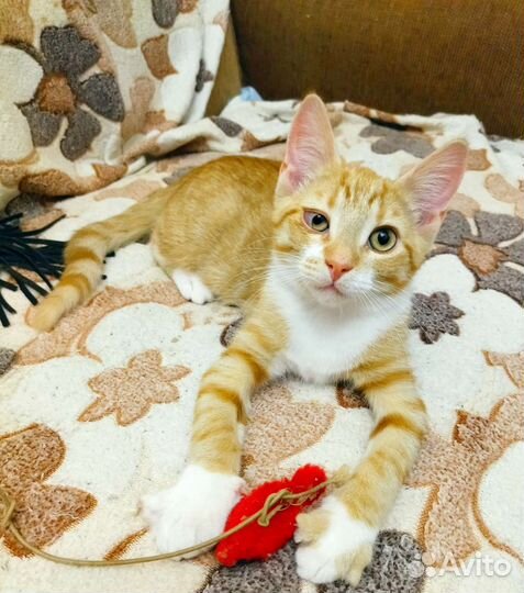 Мальчишка ищет дом