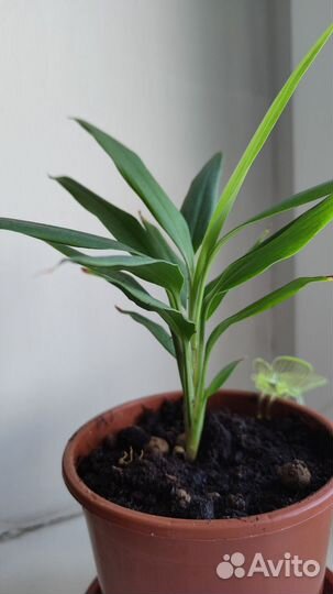 Пальма драцена