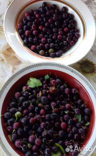 Саженцы крыжовника 