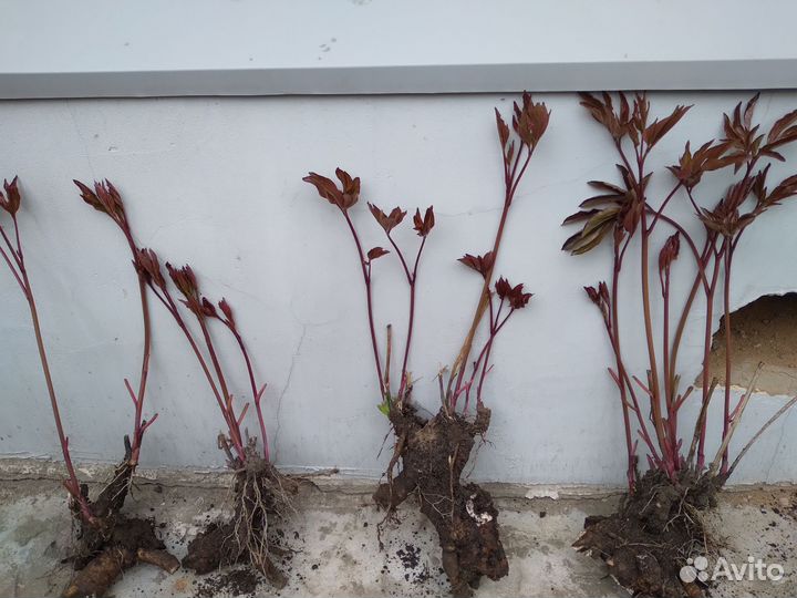 Гортензия Анабель