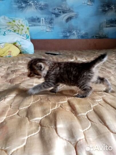 Продам метис котёнка от британка и бобтейла