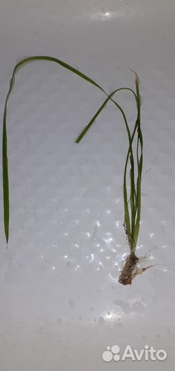 Аквариумные растения