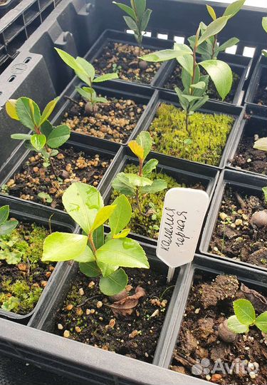 Саженцы Камелия Горная