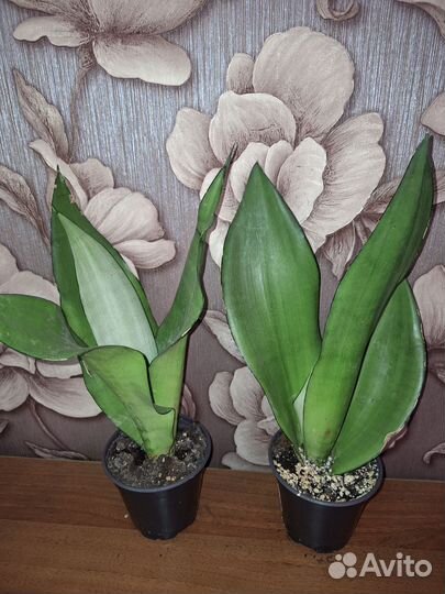 Сансевиерия муншайн