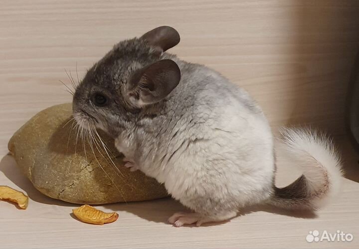 Шиншилленок мальчик белый эбони средний 3 мес