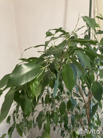 Фикус бенджамина большой