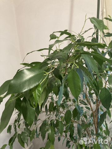 Фикус бенджамина большой