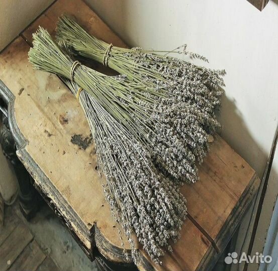 Лаванда серая