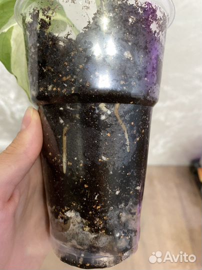 Эпипремнум хеппи лиф