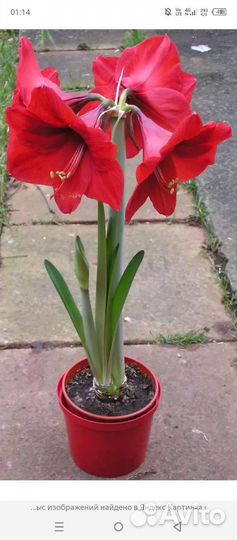 Гиппиаструм