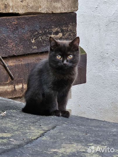 Кошка в дар бесплатно