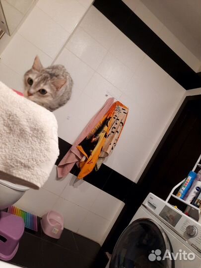 Отдам в хорошие руки кошку