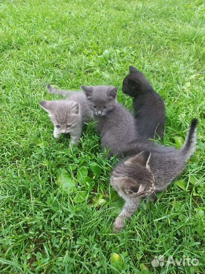 Отдам котят