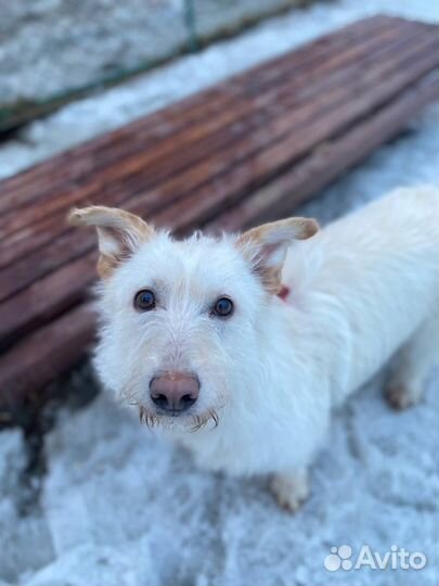 Лея ищет дом