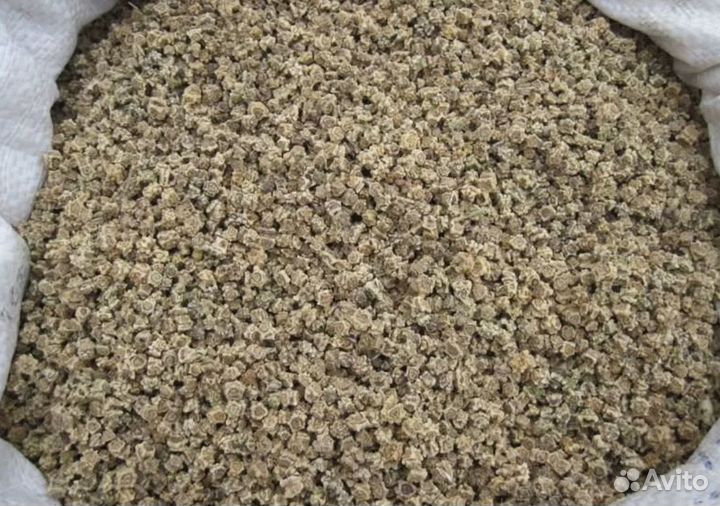 Семена кормовой свеклы