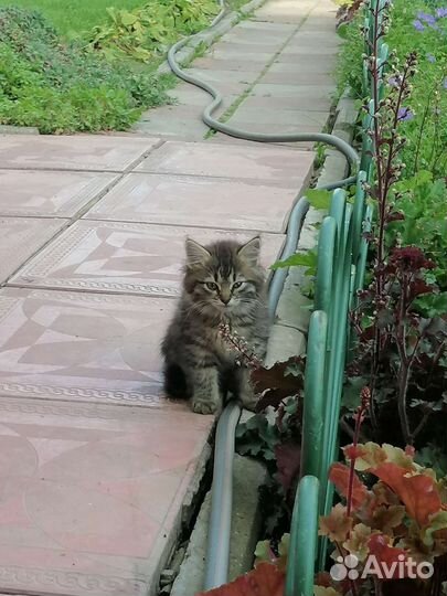 Котята в добрые руки, девочка