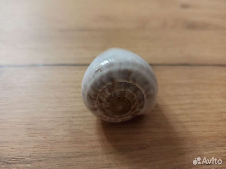 Морская раковина