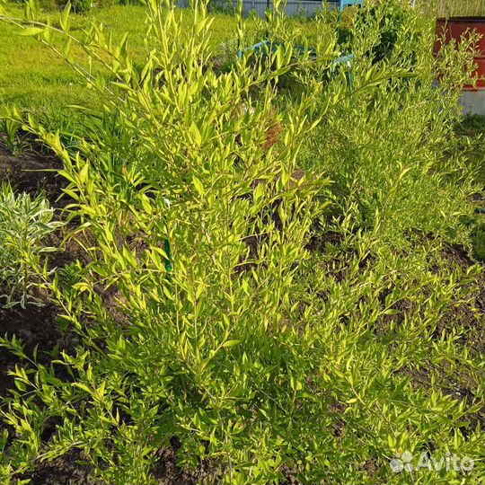 Саженцы годжи