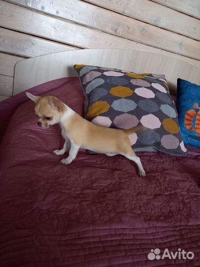 Чихуахуа девочка