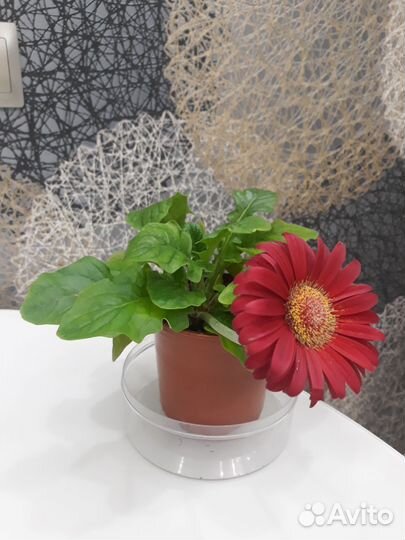 Гербера комнатная