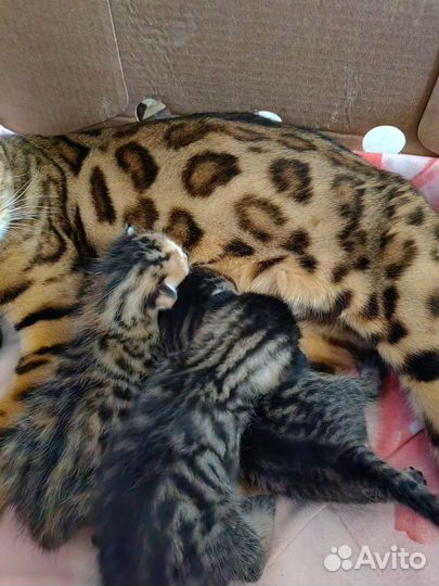 Бенгальская