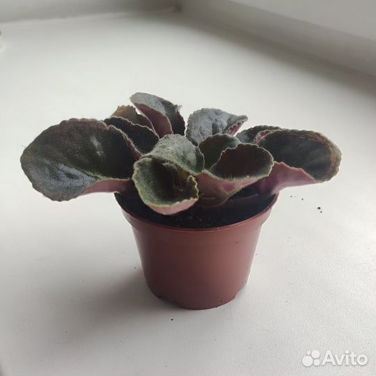 Фиалка в горшке