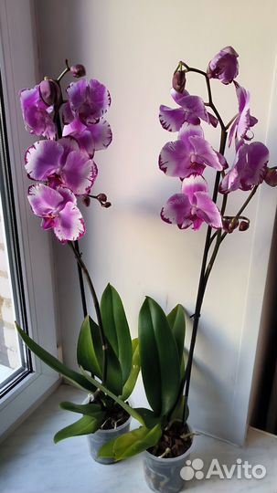 Орхидеи фаленопсис цветущие сортовые