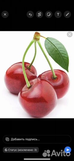 Вишня, ирга