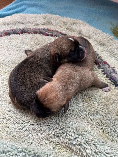 Щенки в добрые руки