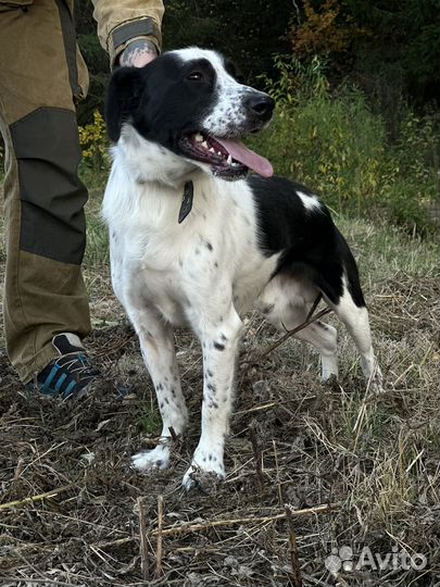 Собака в добрые руки