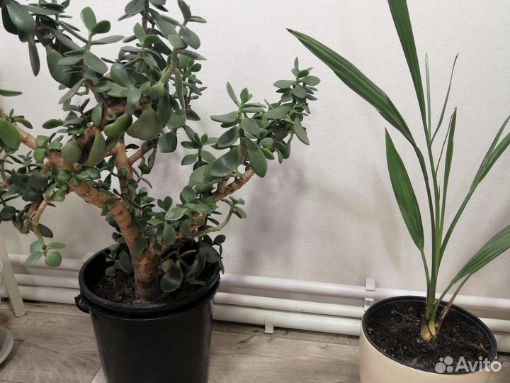 Крассула, Финиковая пальма, драцена, Агава