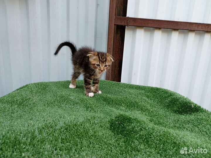 Комочек счастья