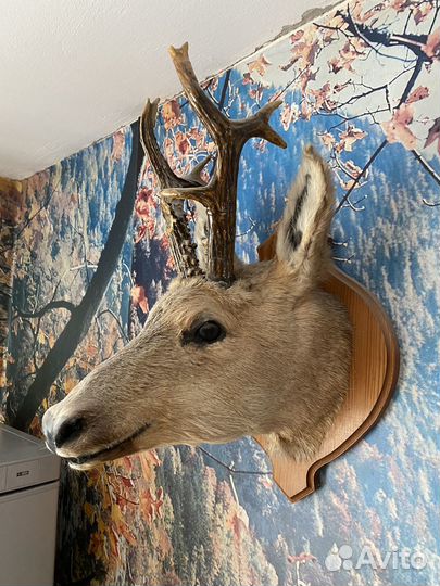 Чучело головы оленя (косули )