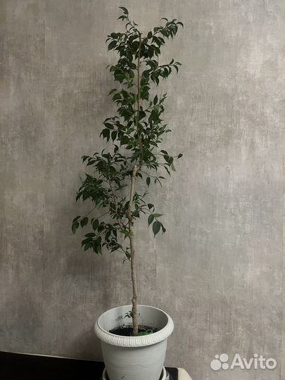 Фикус Бенджамина большой