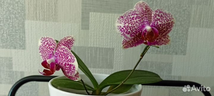 Орхидея Fensy