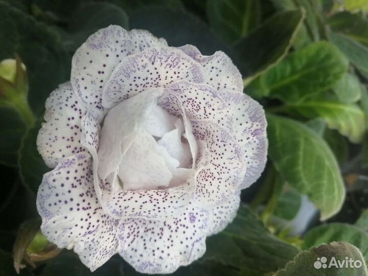 Семена глоксиний