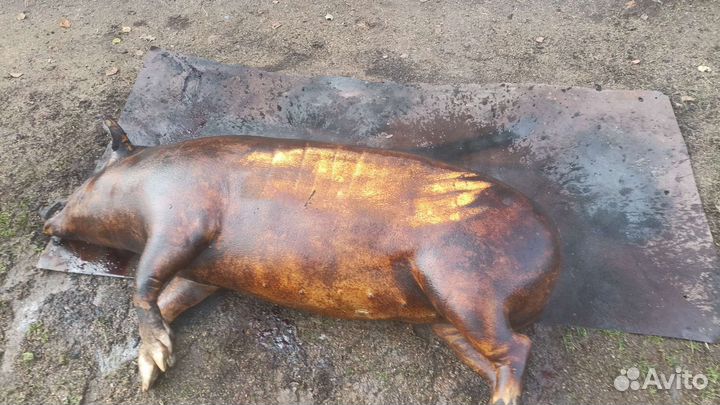 Мясо свинина домашняя