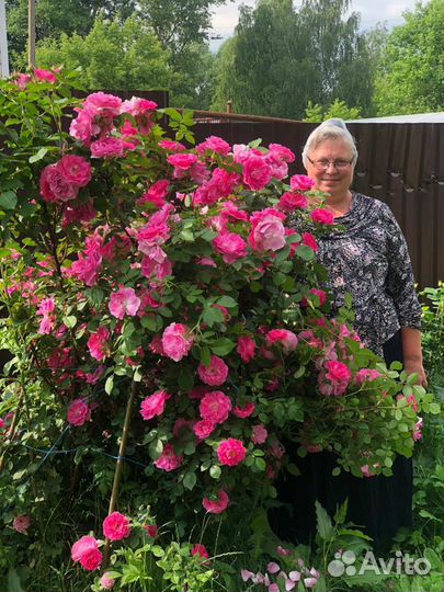 Саженцы роз